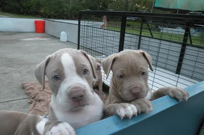 Hravý Pitbull štěňata na prodej